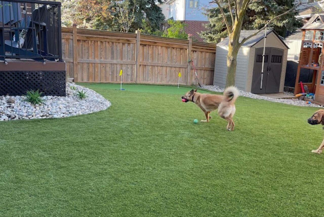 Finished pet-friendly artificial grass installation